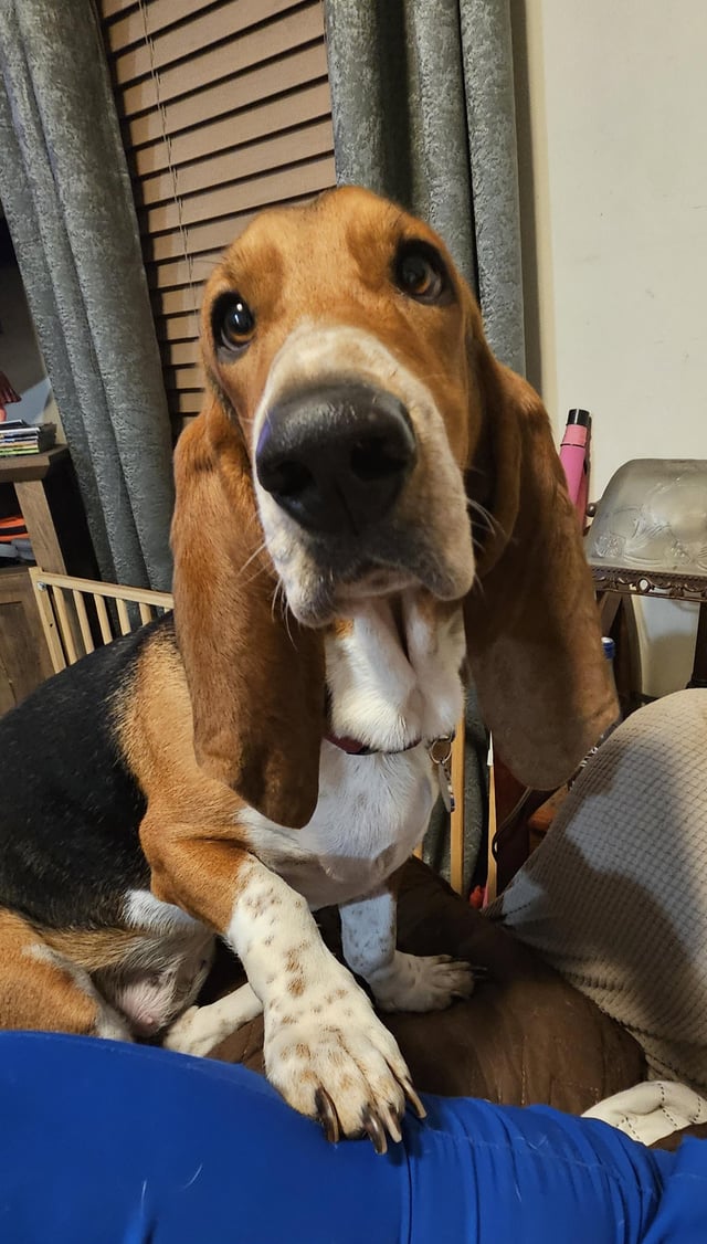 Harness recommends
