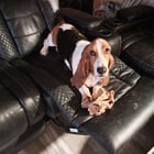 He found himself a snack! Then pouted himself to sleep when his snack got taken away.
