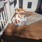 Molly and Copper