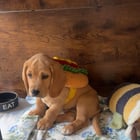 Training a basset hound
