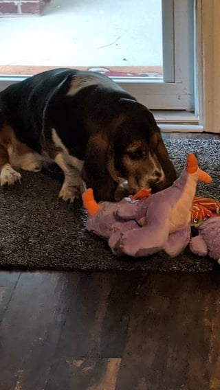 My boy Archie playing with his new toy
