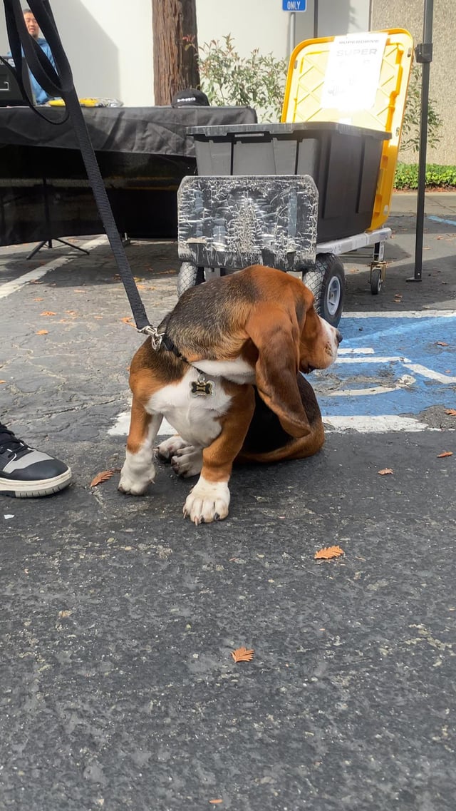Those ears!