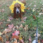 Halloween Costume