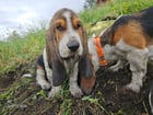 I hate wet grass.