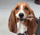 “Let’s go inside” somehow translates to “I’m gonna take your bone” in basset