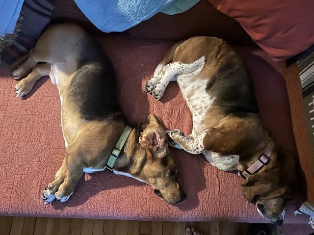 Otis showing some ear folds, hanging out with Lily