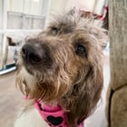 Bassetoodles!