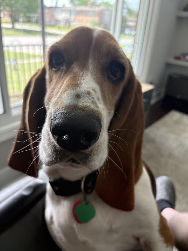 My sweet buddy Edison