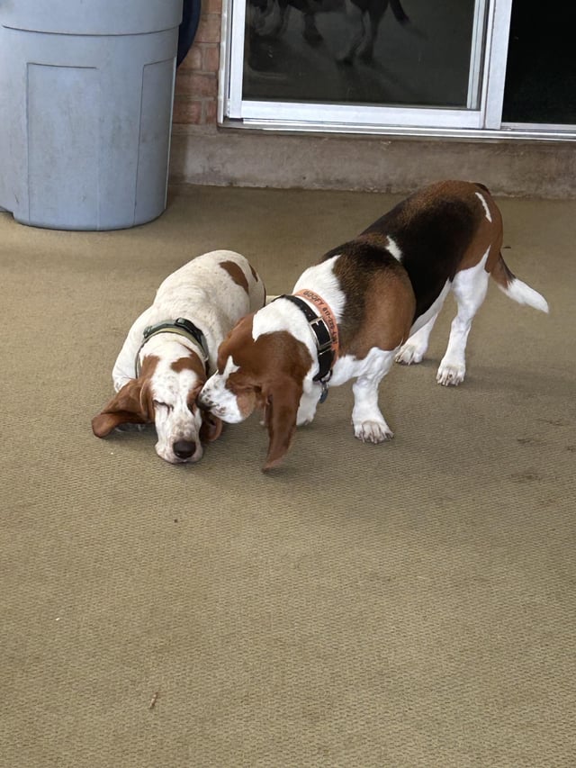 Goofy grooming Pluto. Awww